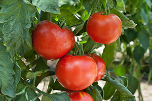 Picture of red heirloom tomatoes on the vine